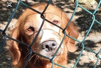 Cagnolino imprigionato